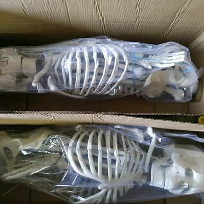 KERANGKA MANUSIA MINI