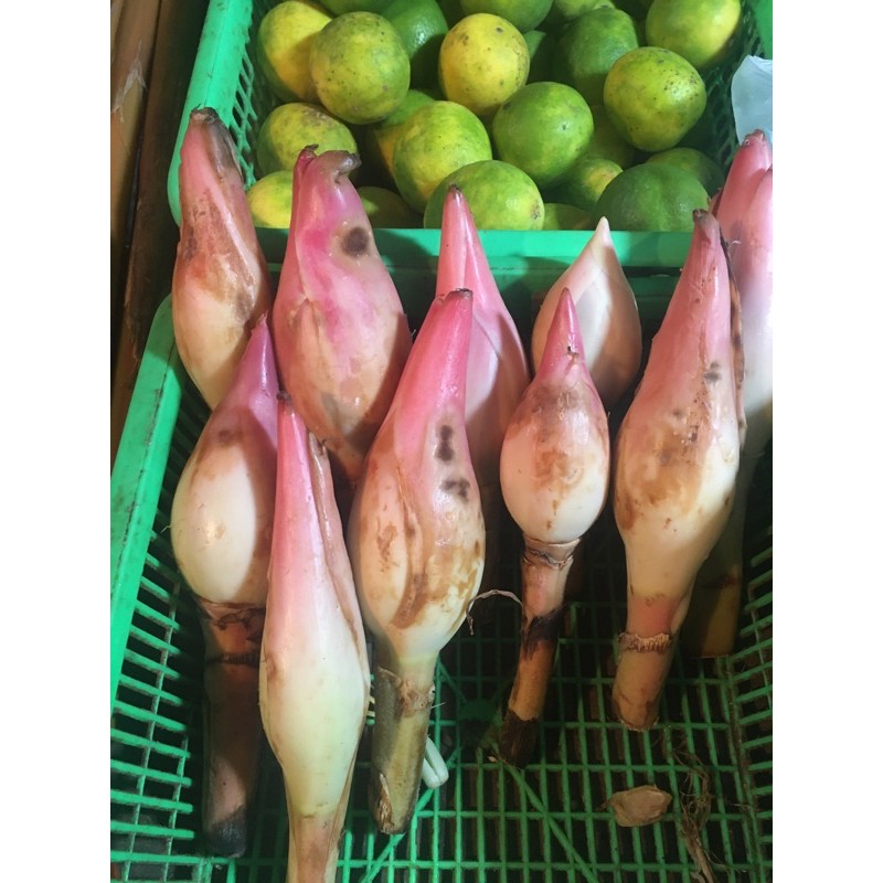 

KENCONG / BUNGA RIAS