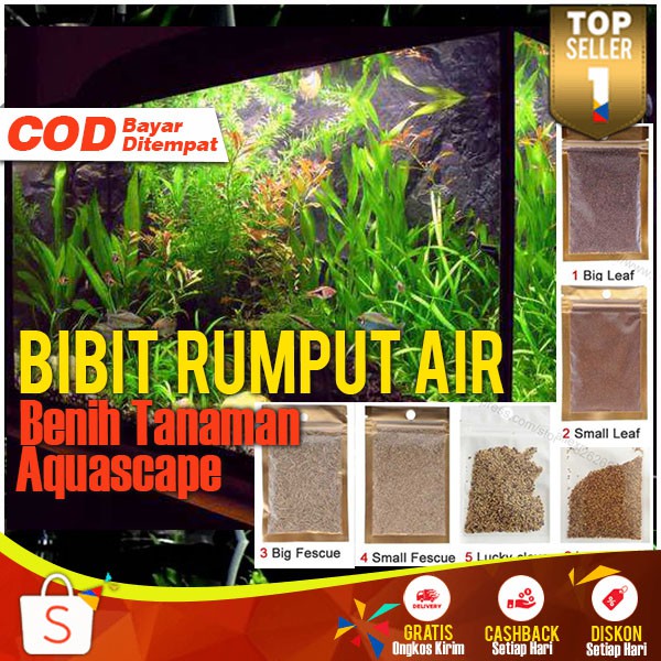 Bibit Rumput Air Dekorasi Aquarium Tanaman Hias Aquascape Akuarium Natural Landscape Ornament