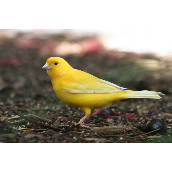 Jual Burung Kenari Kuning Sepasang Jantan Betina Banyak Pilihan