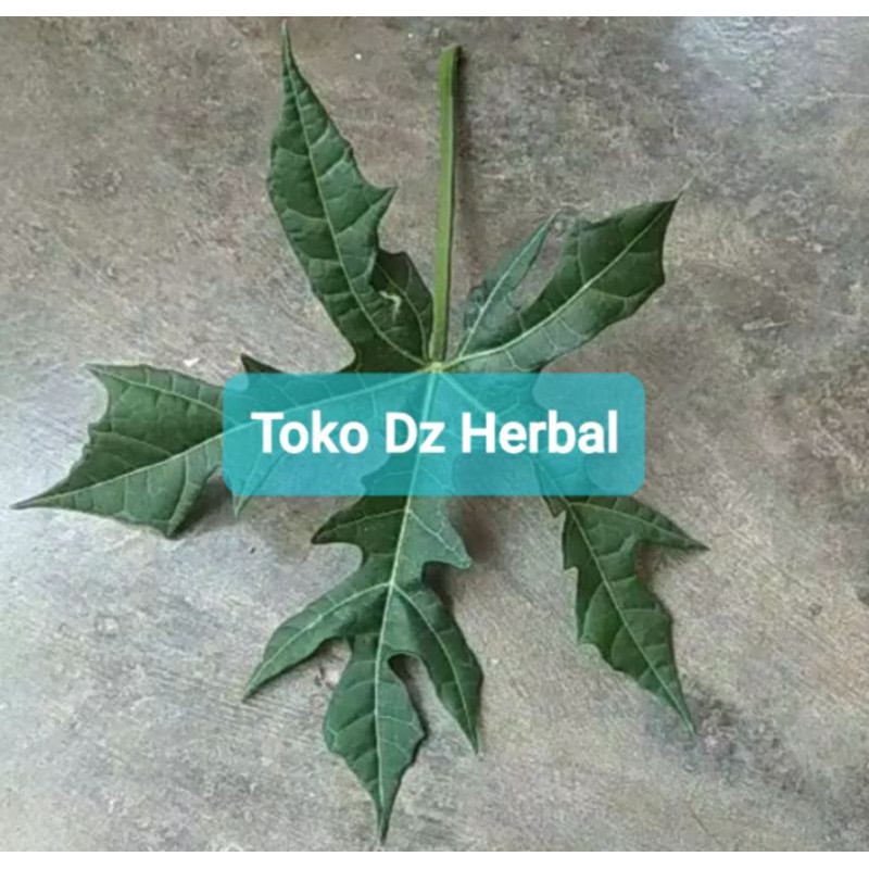 

Perhelai daun gedi atau pepaya jepang segar petik langsung