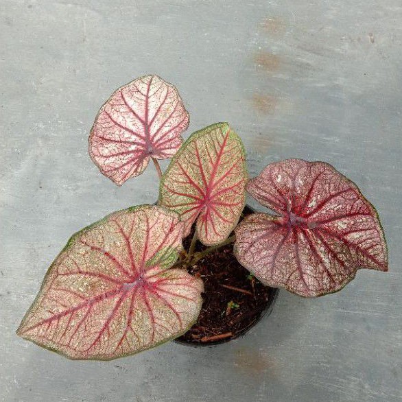 CALADIUM / KELADI LAY THAI IMPORT ANAKAN