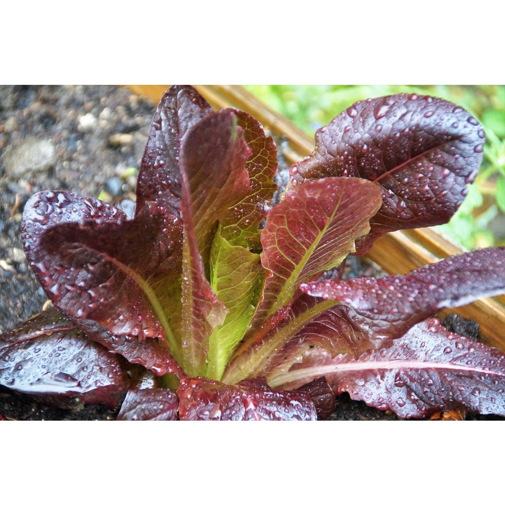 Benih Bibit Biji - Lettuce Red Romaine Selada Romain Merah Seeds - Panen Dalam 35 Hari