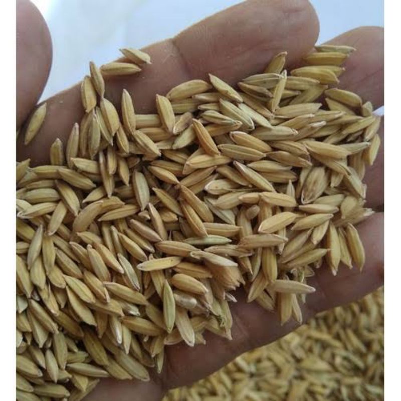 Gabah padi pakan ternak ayam dan burung 1 kg