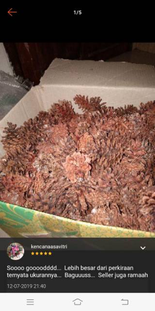 Bunga Pinus Kering Pinecones Rustic Strobilus kering Dried9