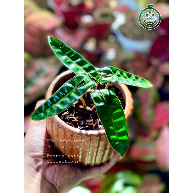 PHILODENDRON BILLIETIAE