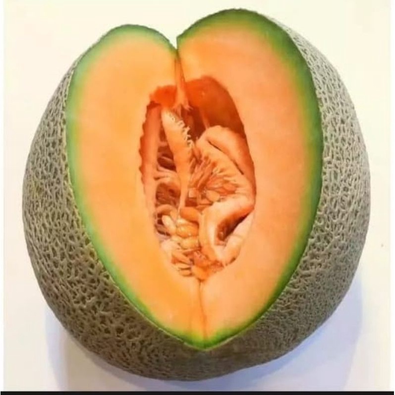 15+ BIBIT  BENIH BUAH MELON SUPER