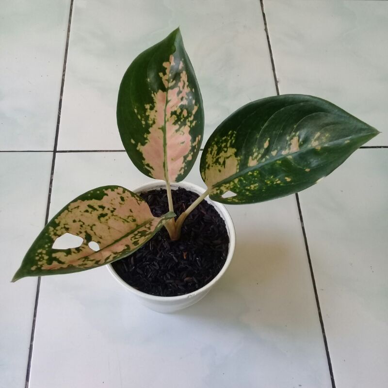 Aglaonema sultan brunai