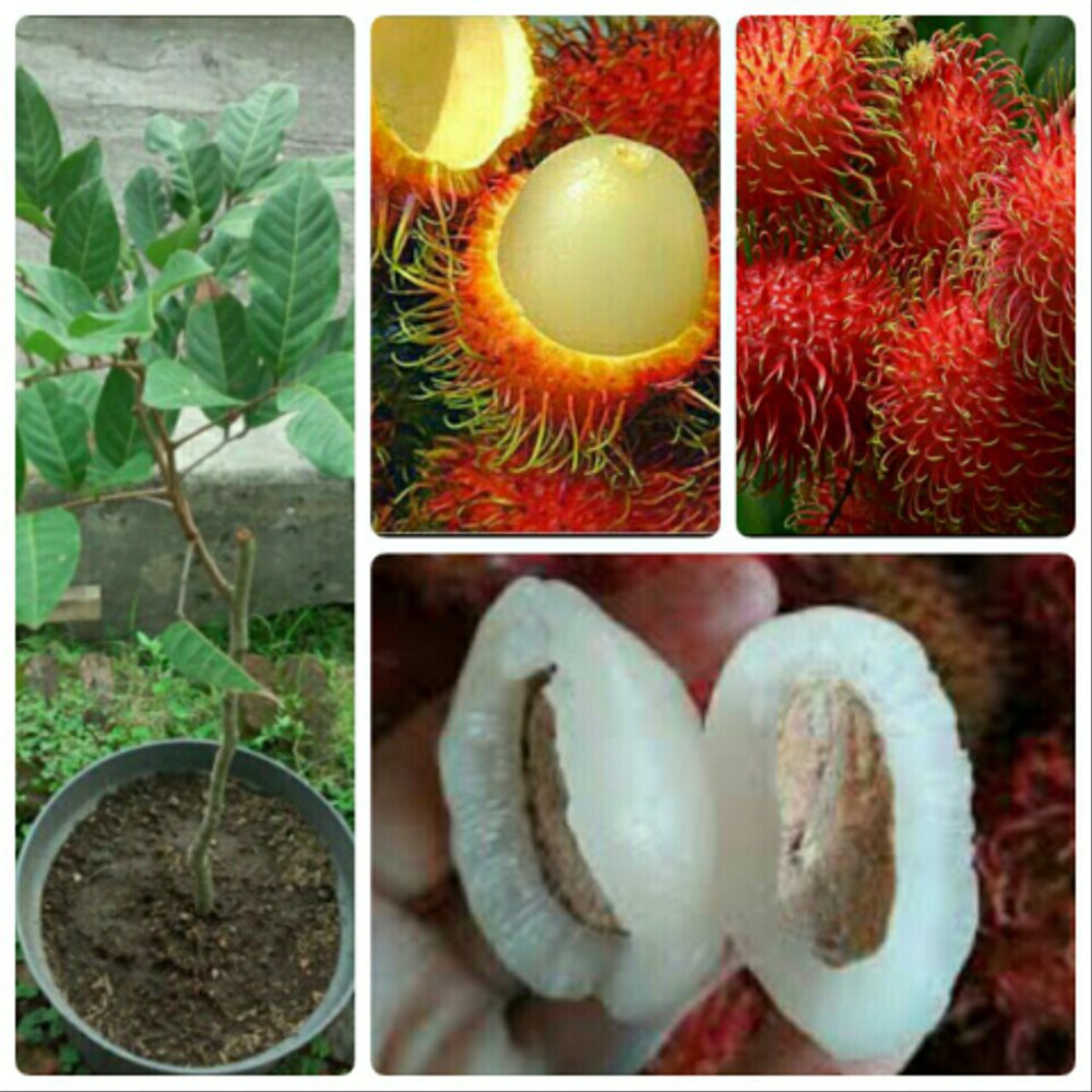 Murah Bibit rambutan garuda