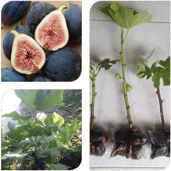 Bibit Cangkok Pohon Buah Fig Tin Ara Jenis Black Mission