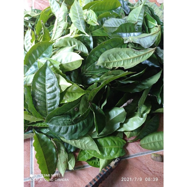 

Daun teh segar 500 gram petik langsung order