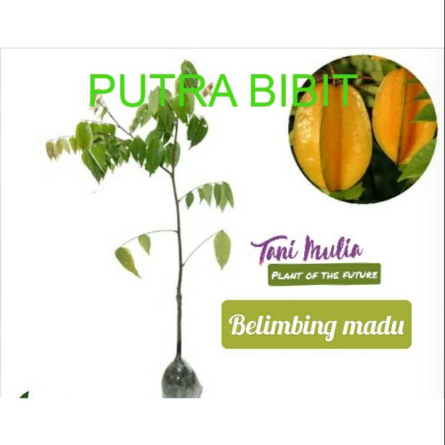 Belimbing madu super manis/tanaman belimbing madu