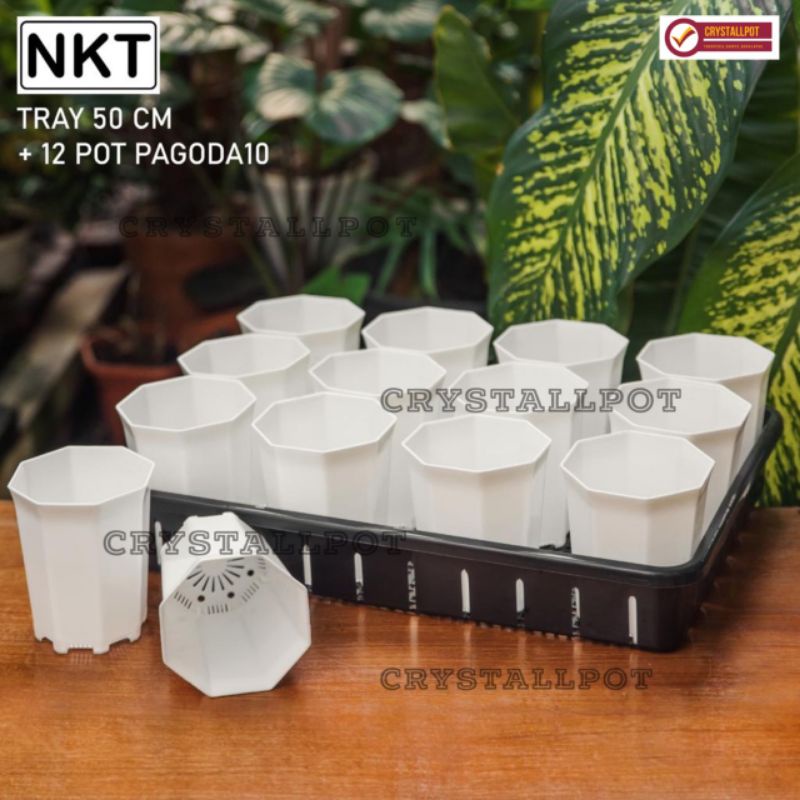 1 SET TRAY + 12 PCS POT PAGODA 10 PUTIH TRAY NKT 50CM | TRAY SEMAI BIBIT