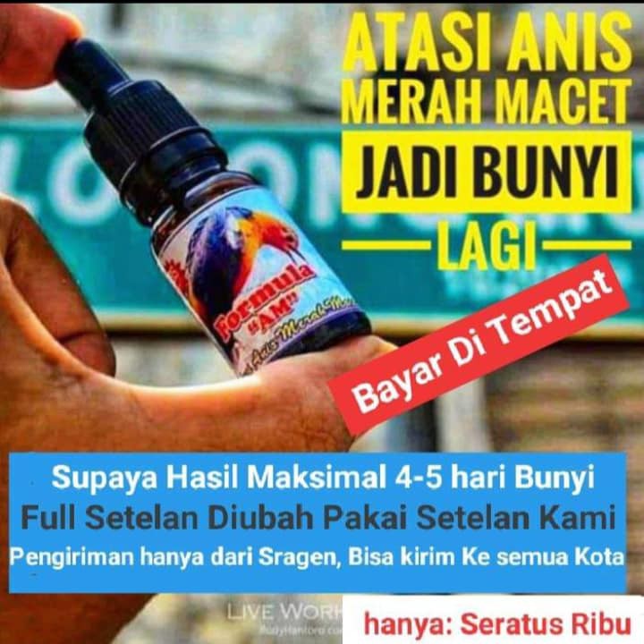 Jual Formula Am Vitamin Burung Anis Merah Bikin Amer Macet Jadi Ngeplong Bisa Untuk Burung Lain Joss Om Di Lapak King Gacor Bukalapak