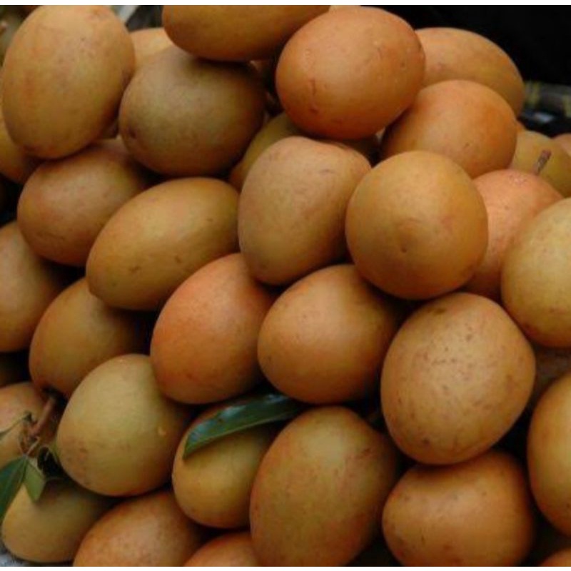 

Sawo Madu Premium 1Kg