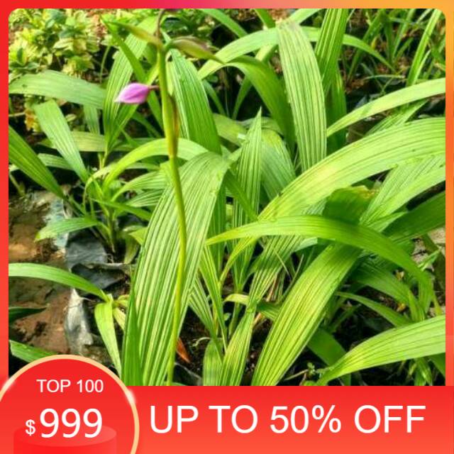 Tanaman hias anggrek - anggrek tanah - bibit anggrek - tanaman hias