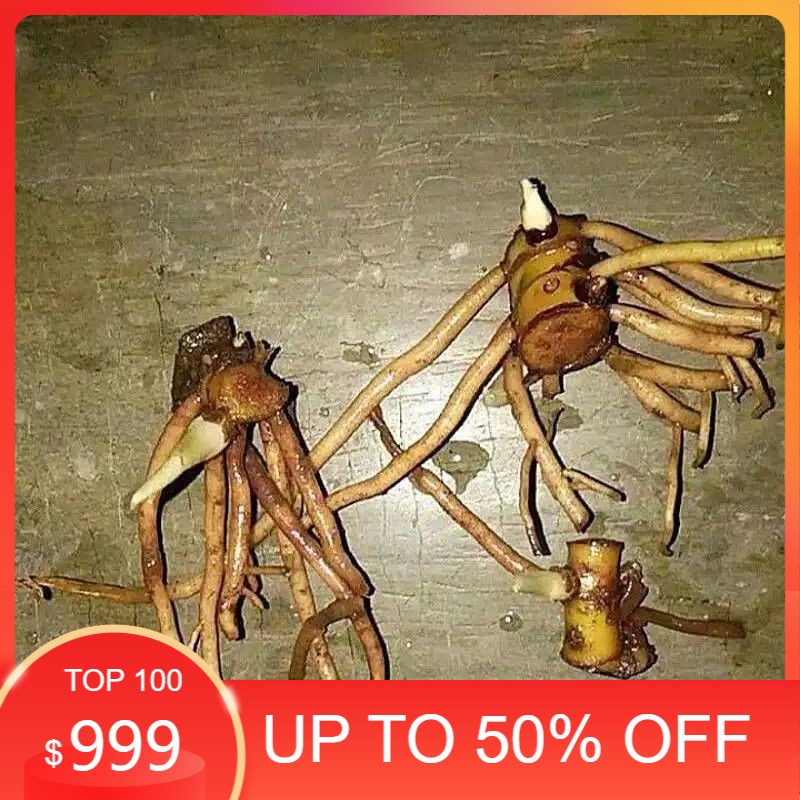 murah Paket 3 Tunas Bonggol aglonema suksom - tricolor - goliath