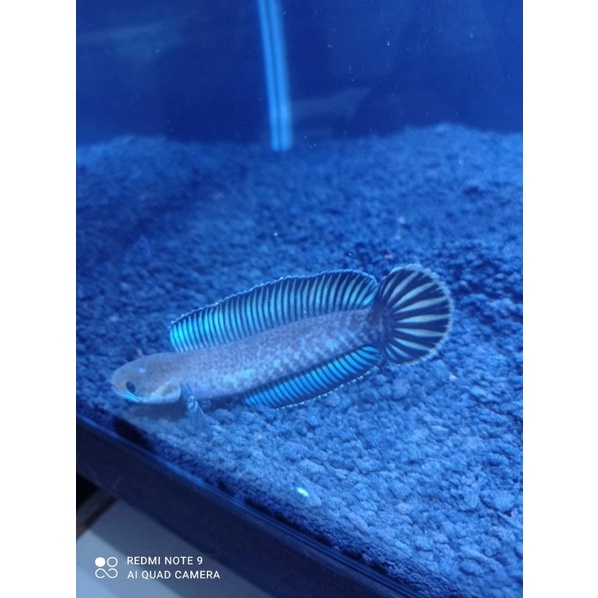 Andrao pair 14-15 cm sepasang