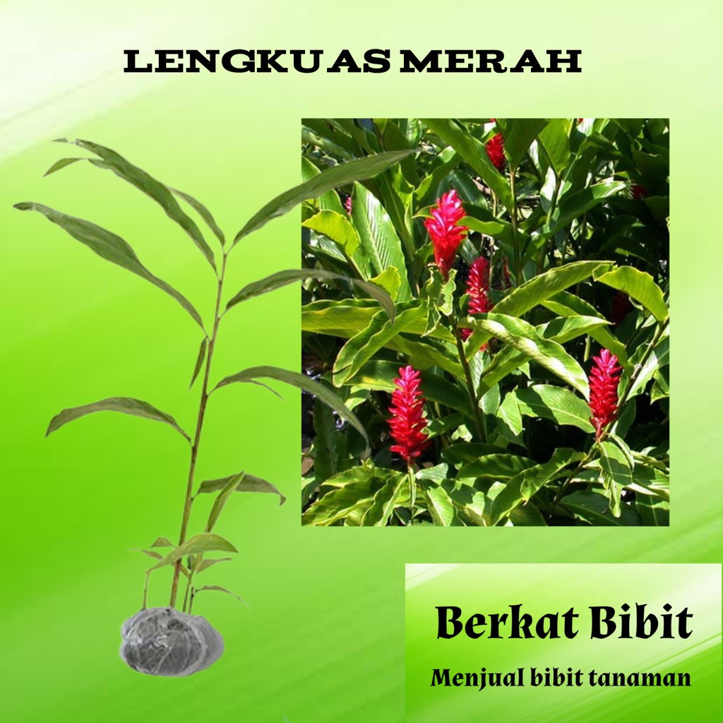Tanaman Obat Lengkuas Merah