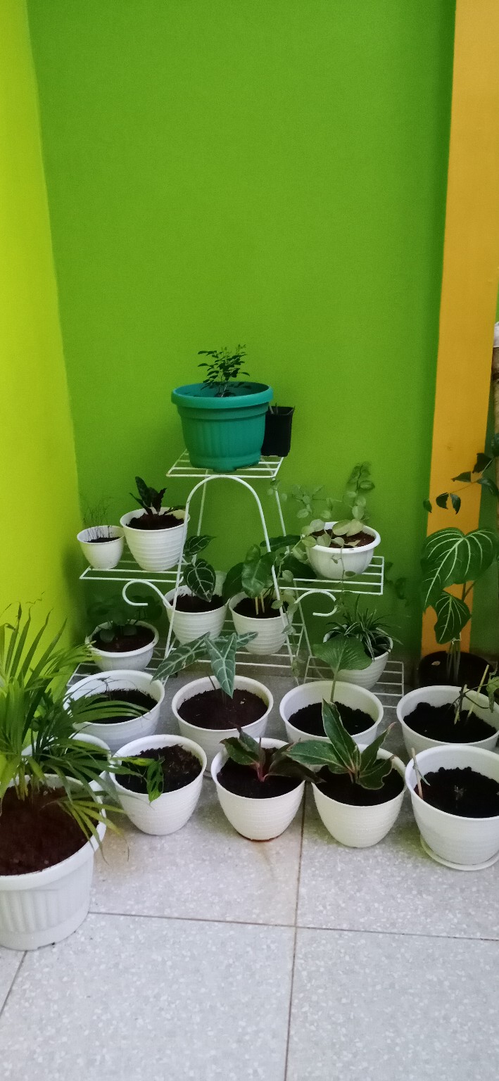 Tanaman Hias Indoor Palem Kuning Tunggi 50cm - Palm Kuning