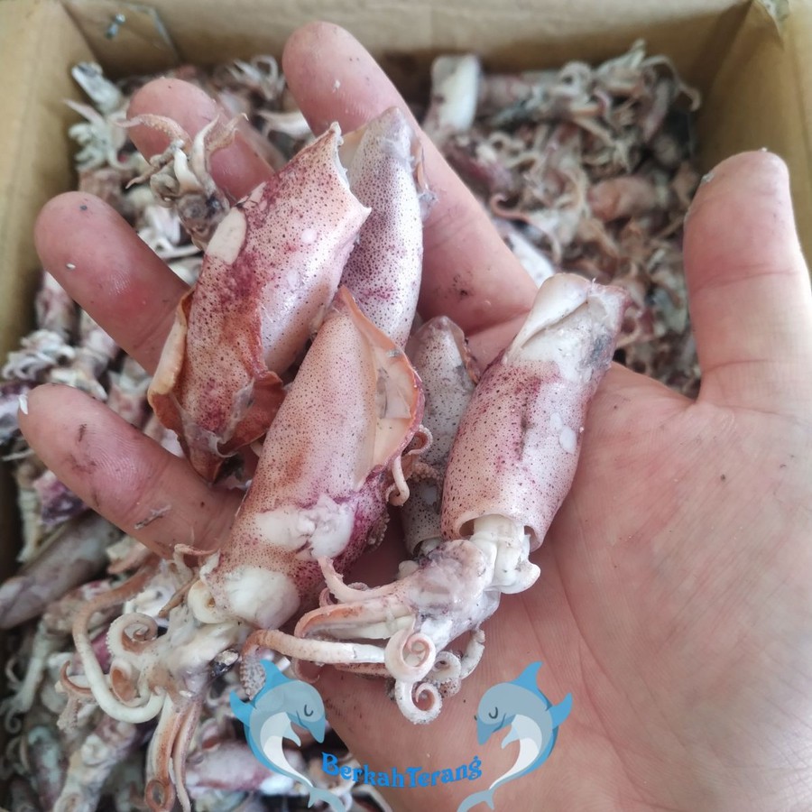 

Baby Cumi / Cumi Asin / Cumi Sotong 1KG