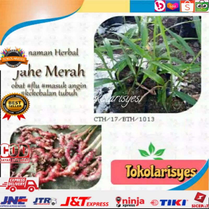 Bibit Jahe Merah - Benih Pohon Obat Herbal