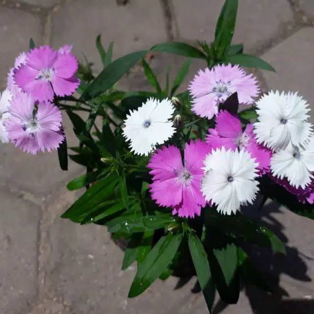 Bunga Hidup Tanaman Hias Murah Asli Dianthus bicolor Bergaransi - Bibit bunga anyelir pink putih BAKUL KEMBANG