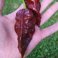 Benih Bibit Biji - Cabai Chocolate Bhut Jolokia Choco Cokelat Ghost Pepper Seeds - IMPORT