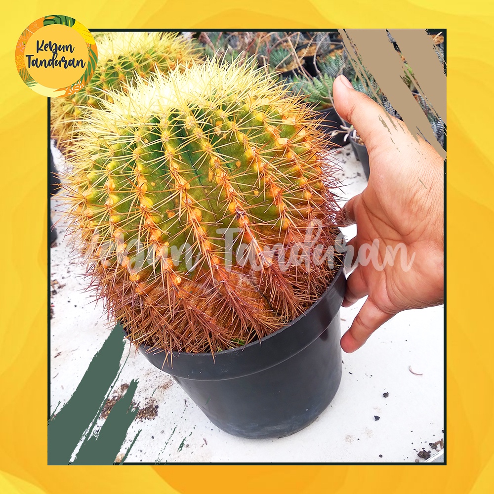 Kaktus Sukulen Golden Barrel / Berel / Barel JUMBO - 027 Echinocactus Grusonii Premium