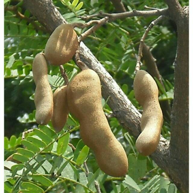 Bibit Tanaman Asem Jawa  Bakal Bonsai Asam  Bibit Asam Jawa 