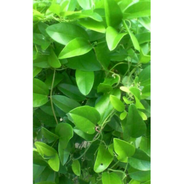 

Daun Cincau Rambat non bulu