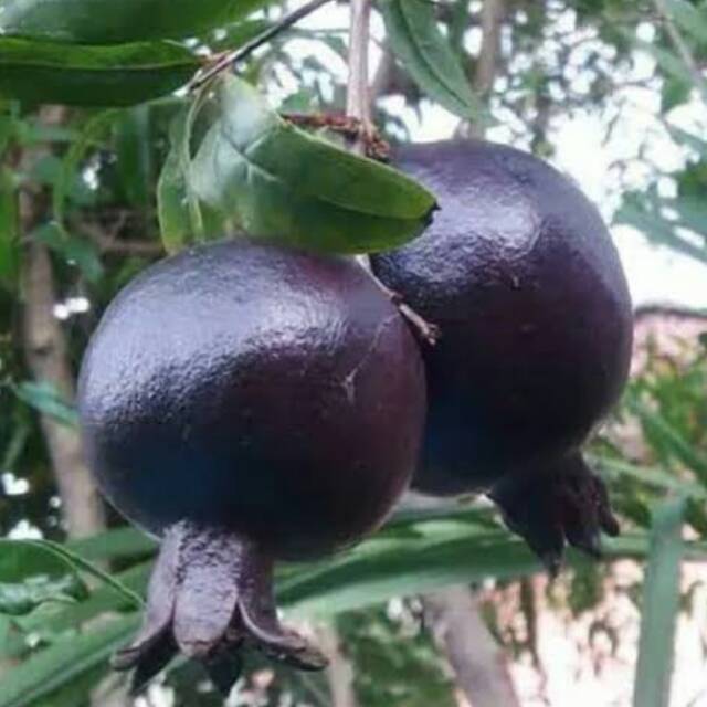 

Buah delima wulung