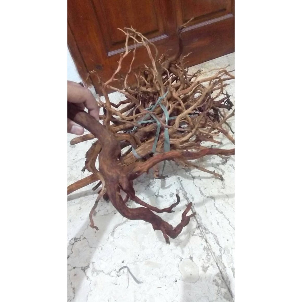 Kayu aquascape akar rasamala kupas