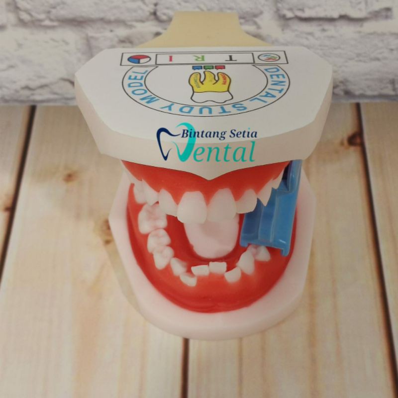 MODEL GIGI TYPODONT (FREE BUBBLE WRAP)