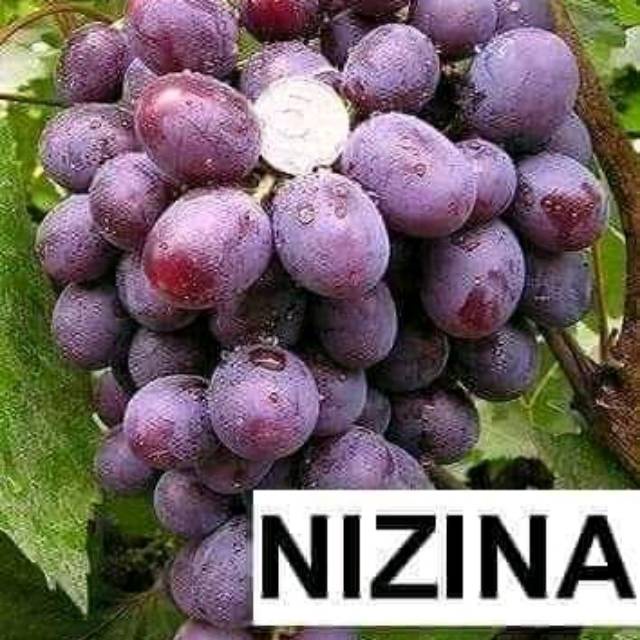 Bibit Anggur Impor Nizina - Anggur Nizina (hasil grafting) cepat berbuah