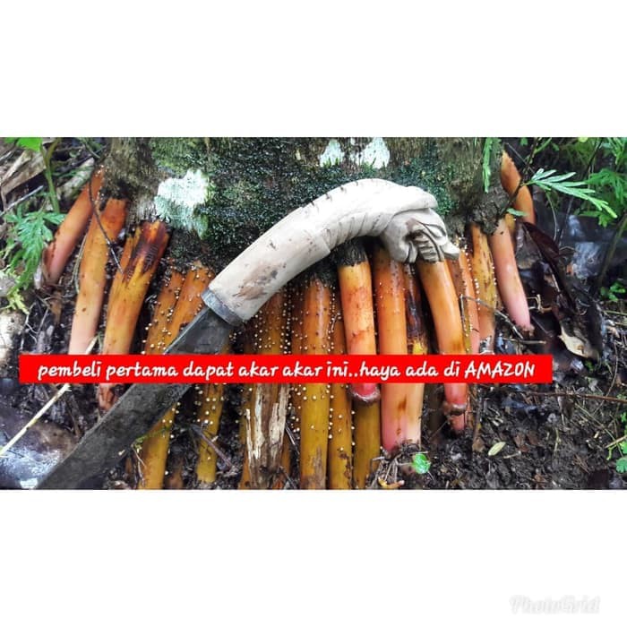 

Terbaik Akar pinang muda dan segar TERLARIS