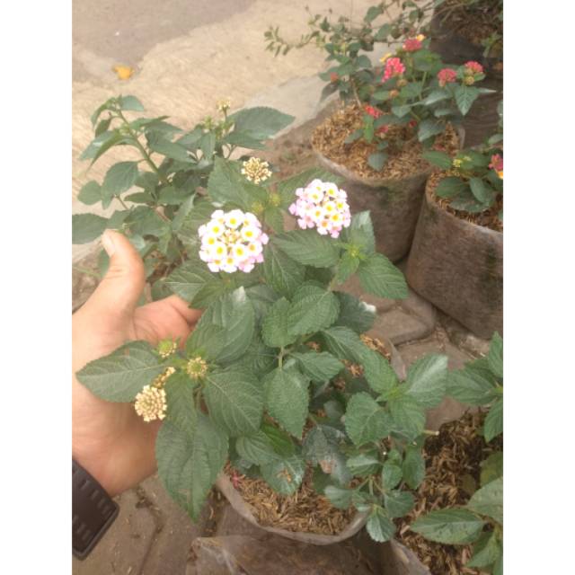 

Lantana