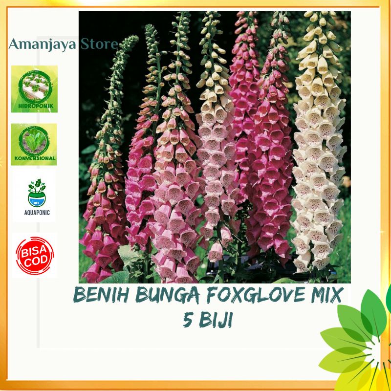 Benih BUNGA FOXGLOVE MIXED digitalis bibit tanaman hias isi 5 biji