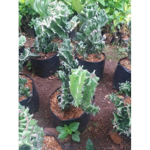 kaktus, tanaman hias kaktus, pohon kaktus, kaktus karang