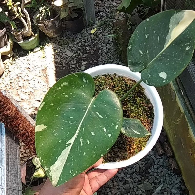 Monstera Constelation Thailand