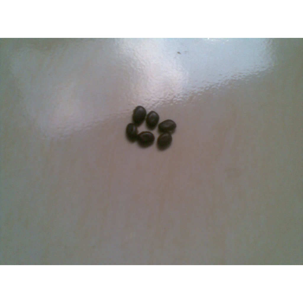 50 butir / bulir Kara rawe / kara gatal / Mucuna pruriens / bibit / benih