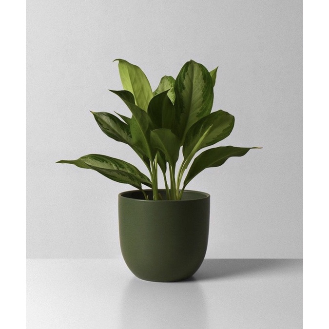 Tanaman hias aglonema silver-aglonema-aglonema murah-tanaman hidup-bunga hidup