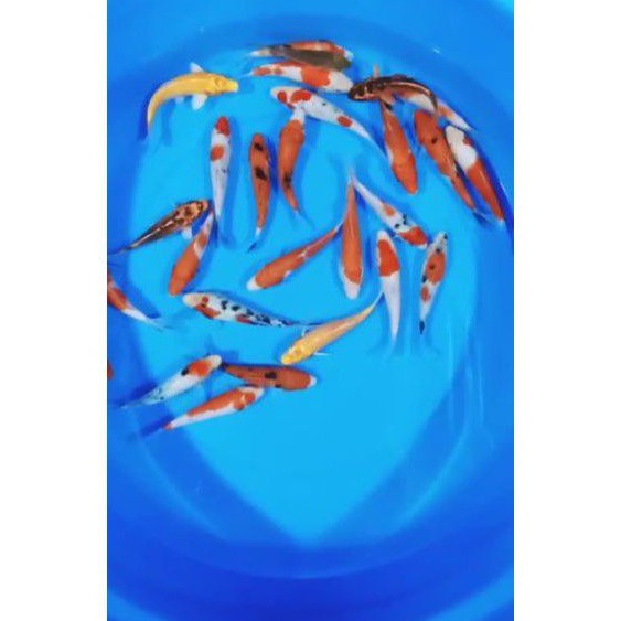 

Koi Grade mix
