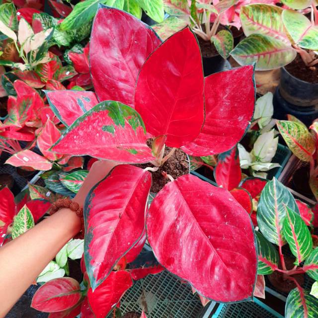 AGLAONEMA / AGLONEMA SUKSOM JAIPONG SUPER