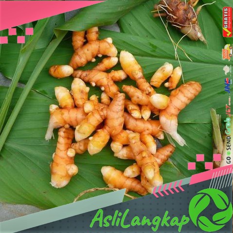 

1 KG KUNYIT KONENG KUNING BUMBU/HERBAL TANAMAN HERBAL TERBAIK
