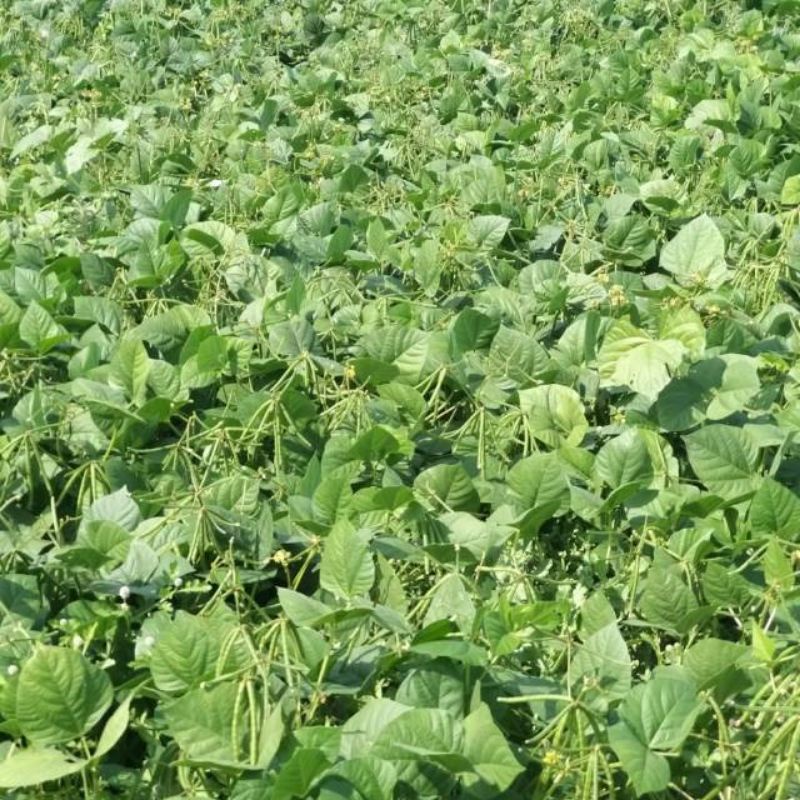 1kg Benih Kacang Hijau Super Siap Tanam