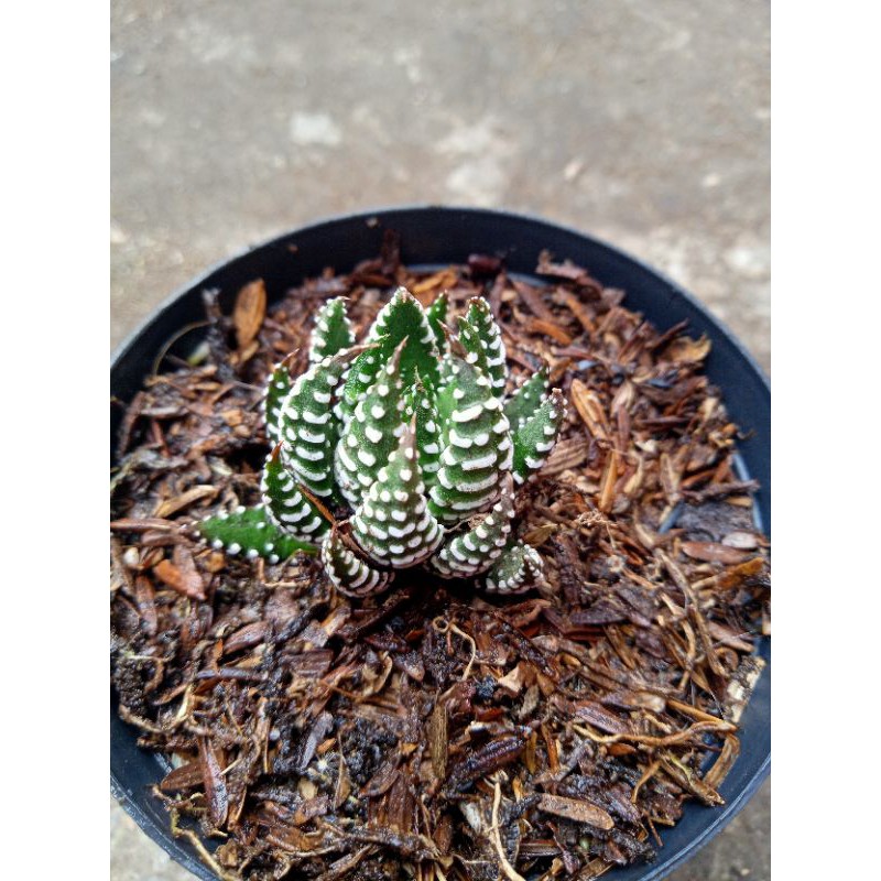 Sekulen haworthia perkutut + freepot