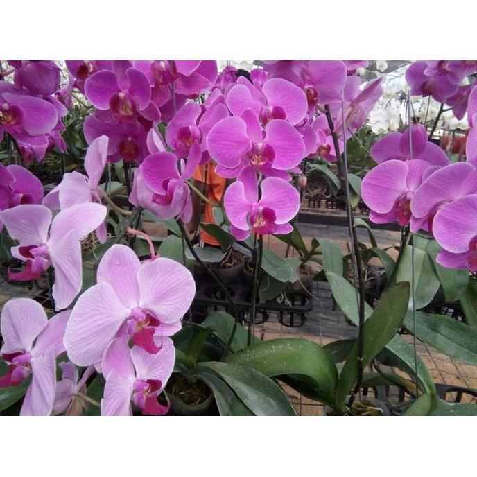 Anggrek Bulan Taiwan Bunga Ungu