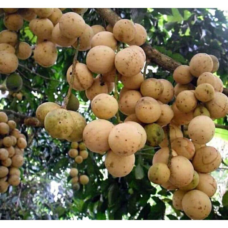 Bibit Tanaman Duku Palembang Super Okulasi pohon dukuh manis jumbo genjeh cepat berbuah