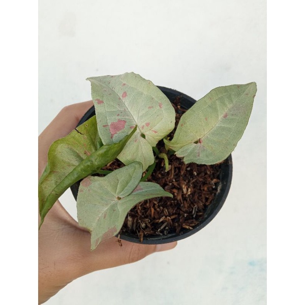 syngonium milk confetti singonium anakan